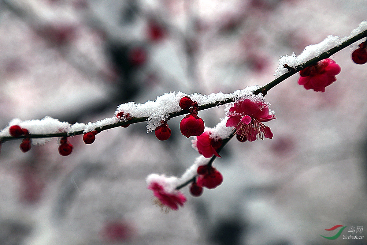 梅花欢喜漫天雪