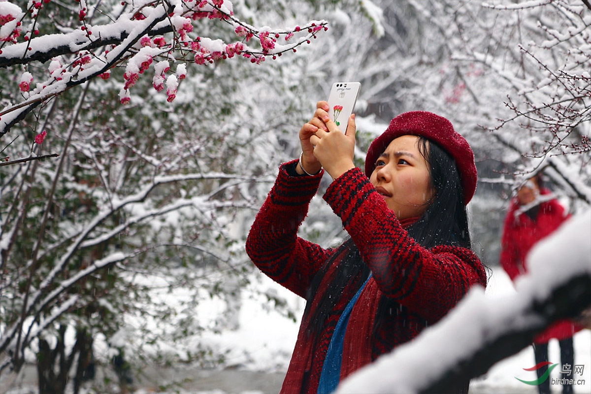 梅花欢喜漫天雪