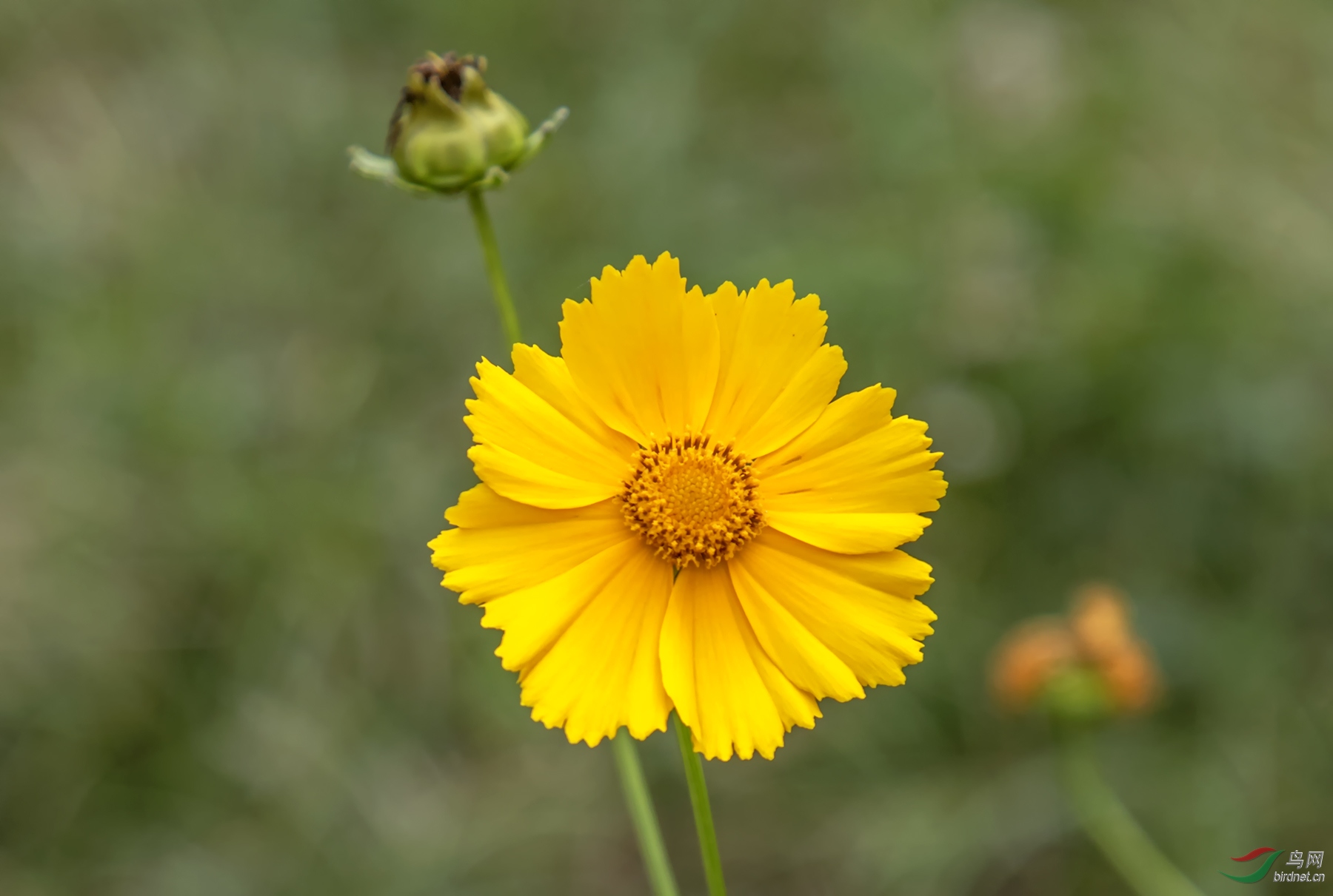 野菊花