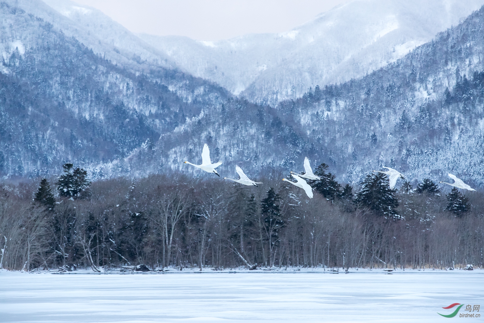 雪山飞鹅(四)