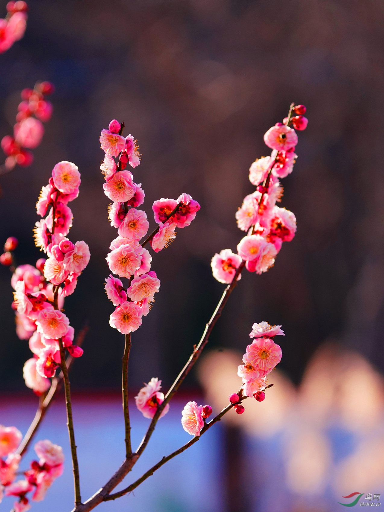 梅蕊腊前破,梅花年后多 绝知春意好,最奈客愁何