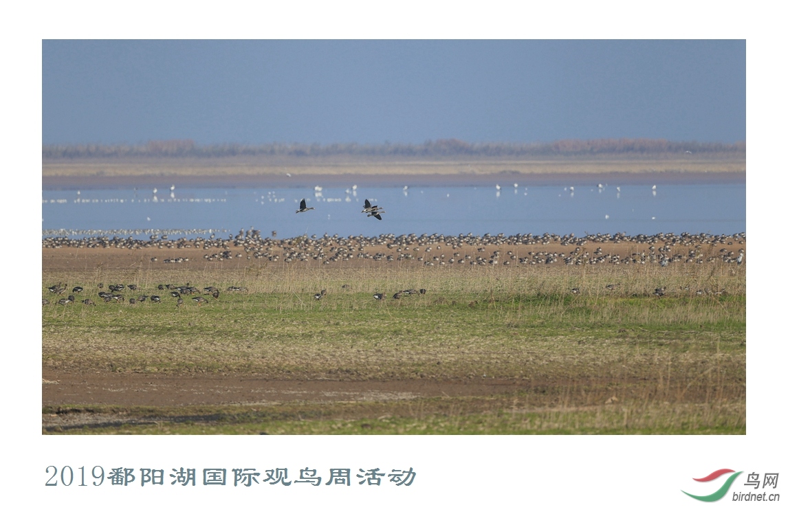 2019鄱阳湖国际观鸟周活动