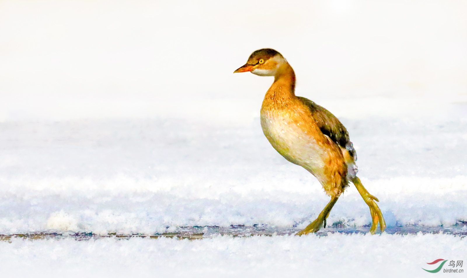 小䴙䴘雪上行