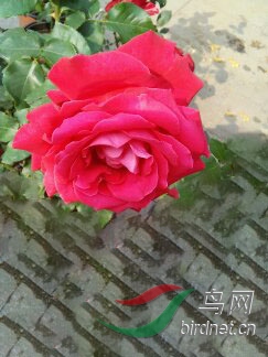 玫瑰花美丽迷人