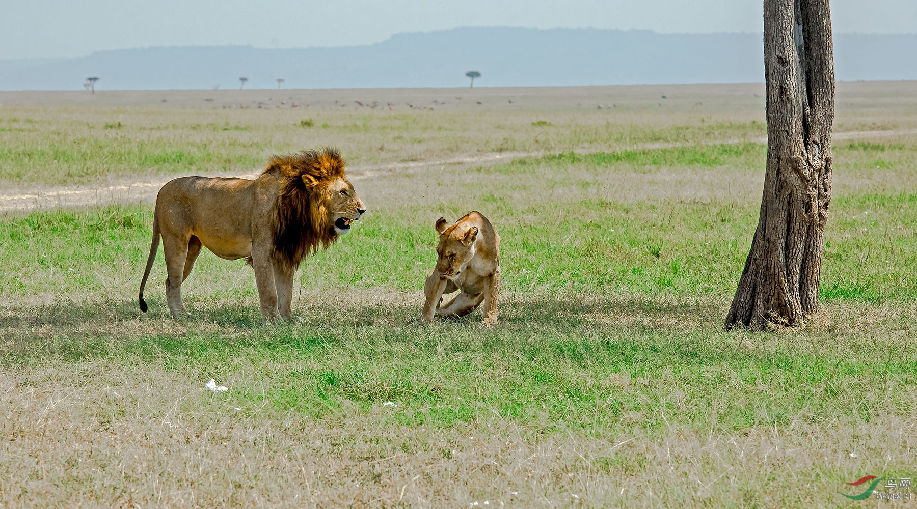 草原非洲狮