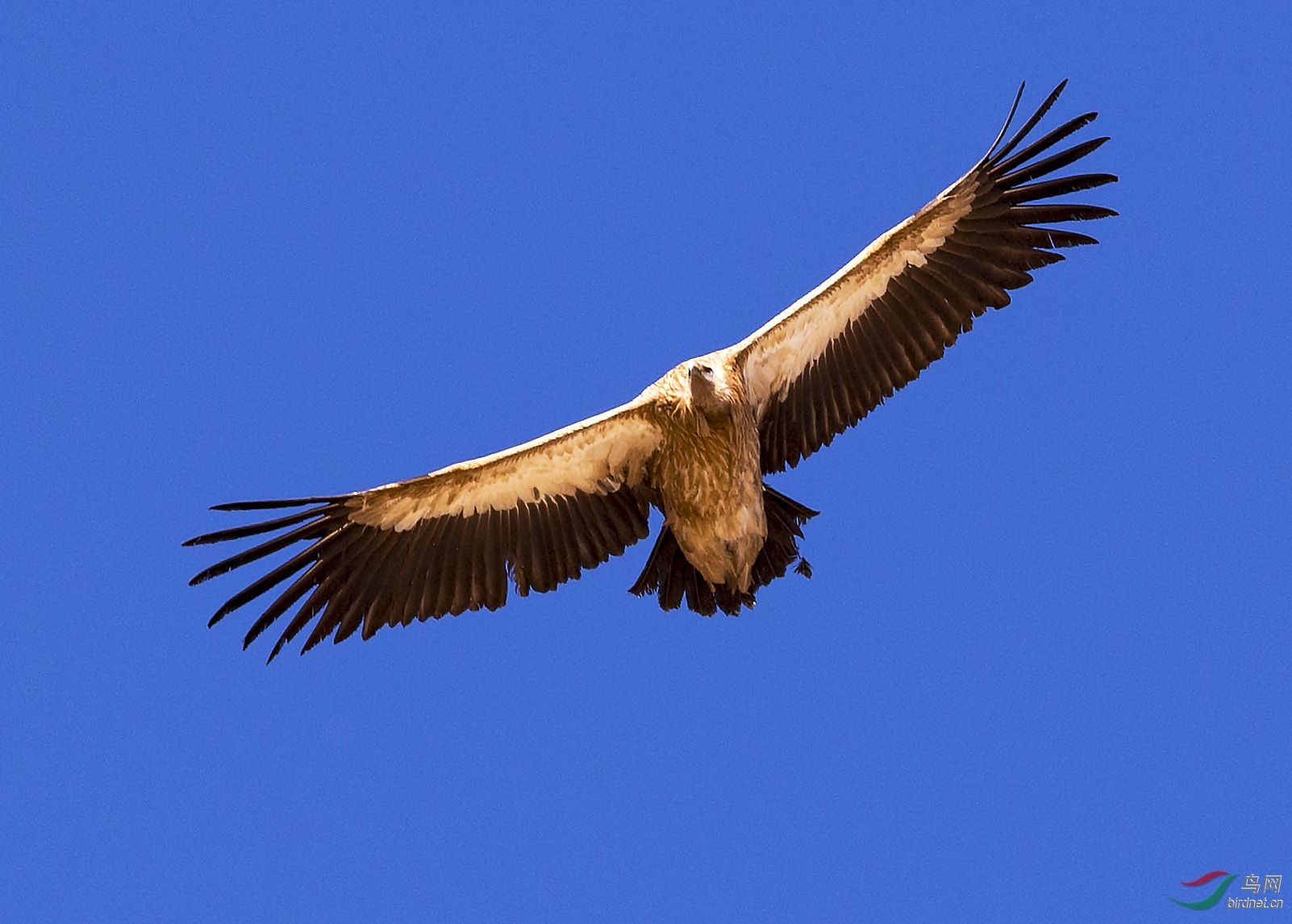 ci6w1061高山兀鹫.jpg