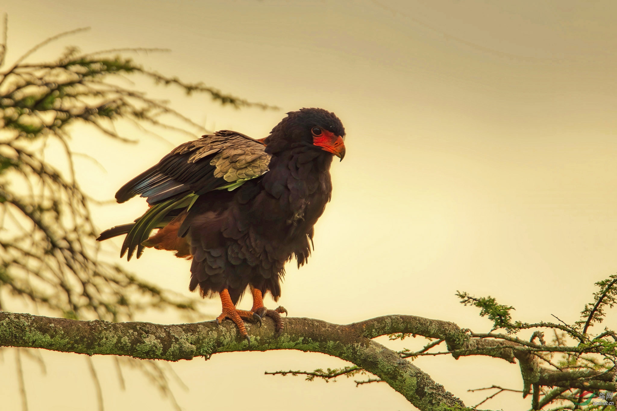 逆光下 短尾雕(学名:terathopius ecaudatus)