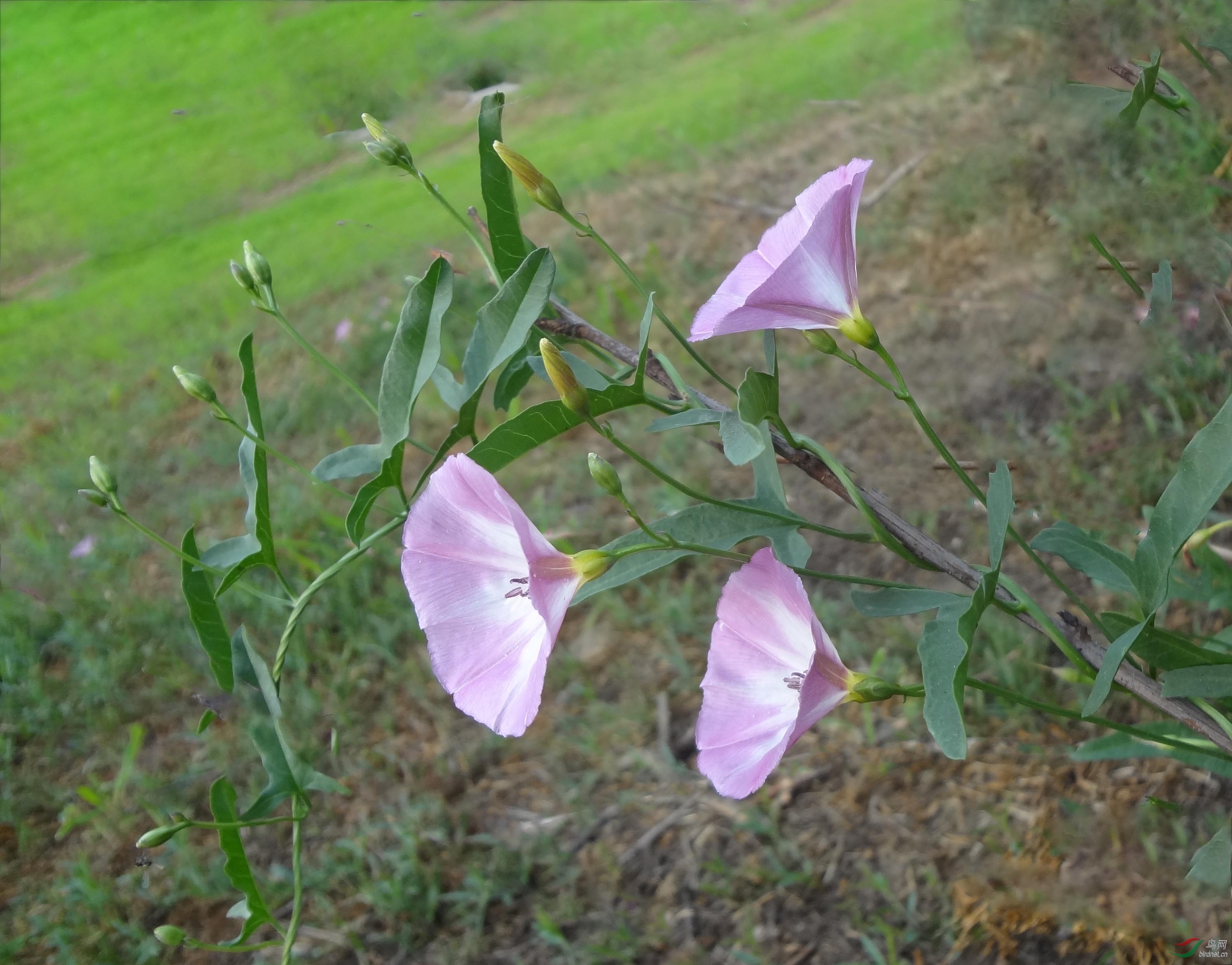 三朵花