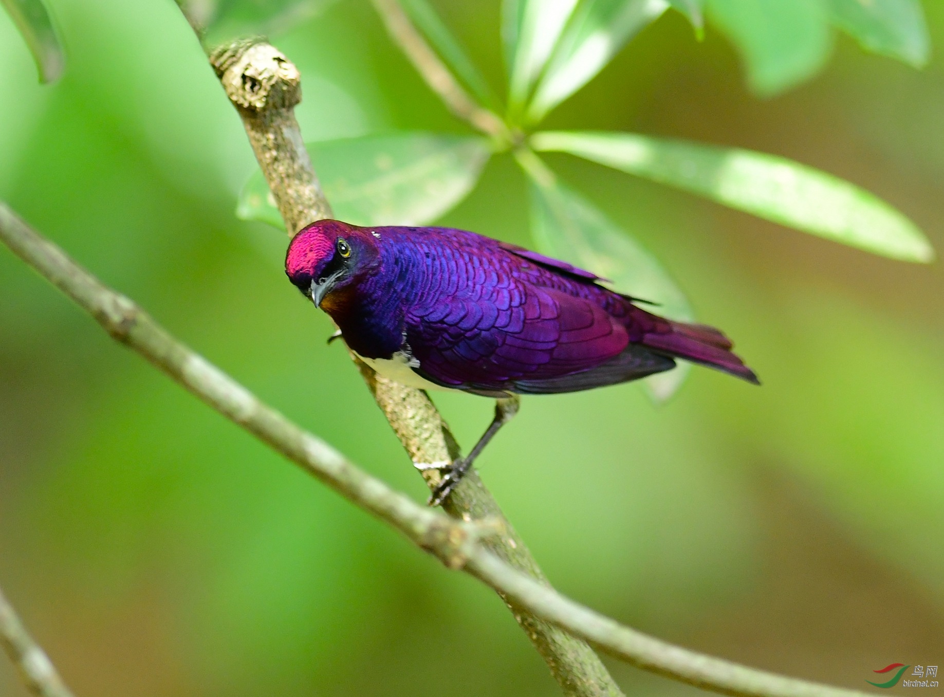 白腹紫椋鸟