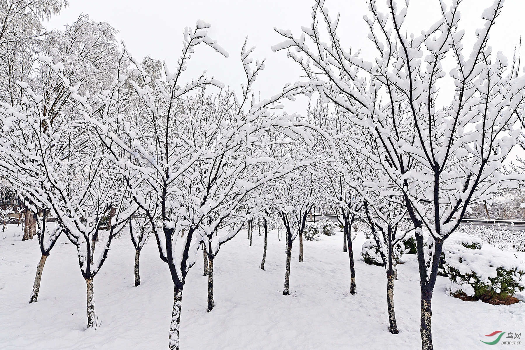 雪绒树