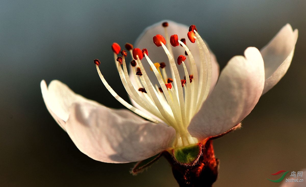 山桃花