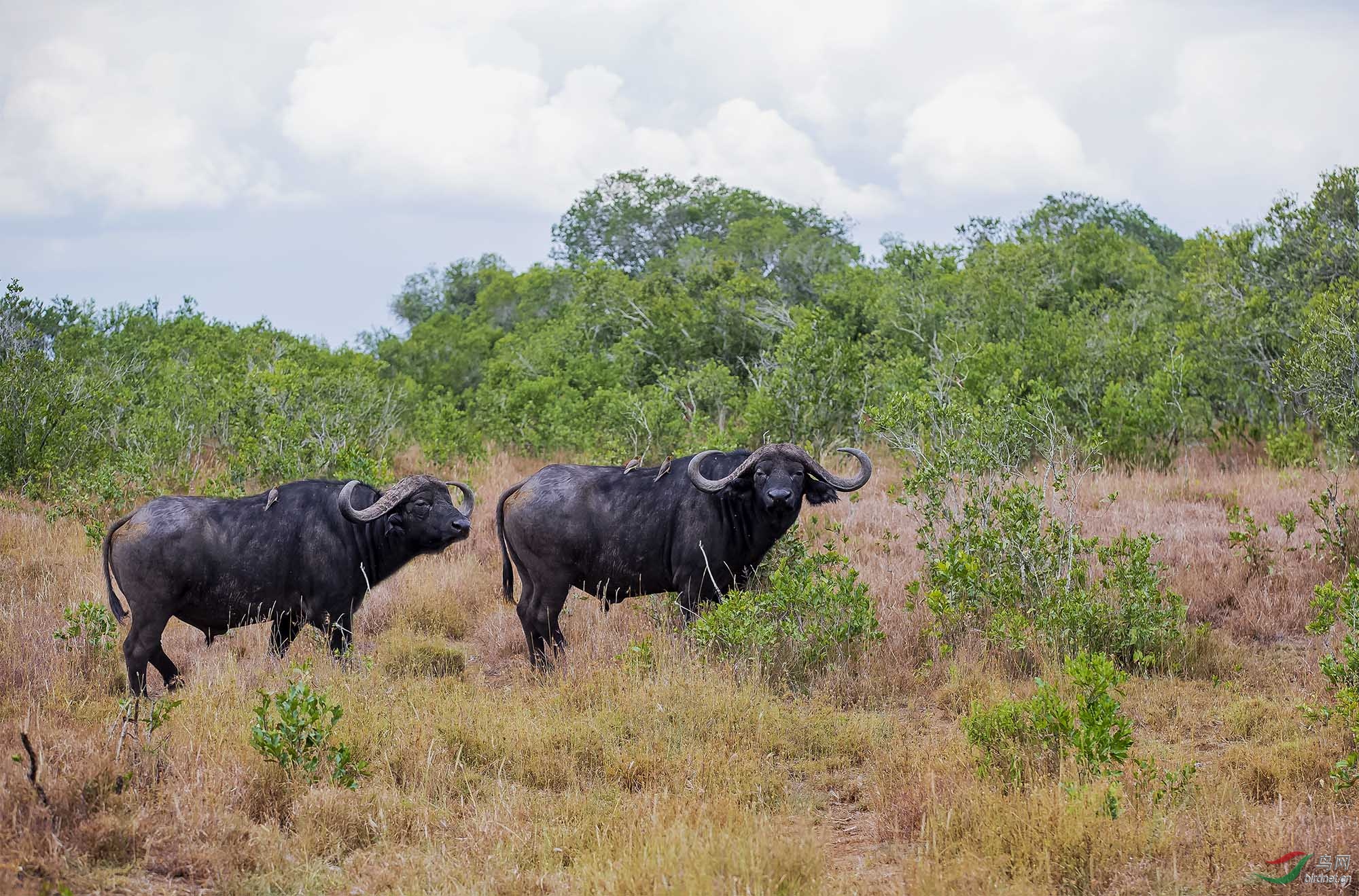 非洲草原野牛