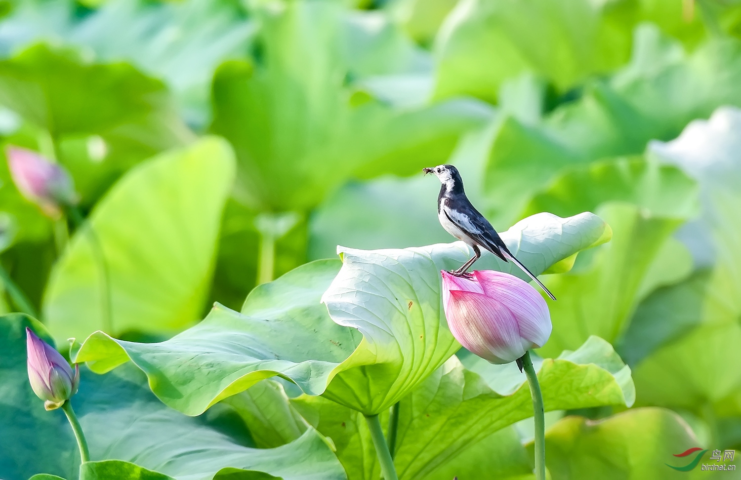 荷花与小鸟