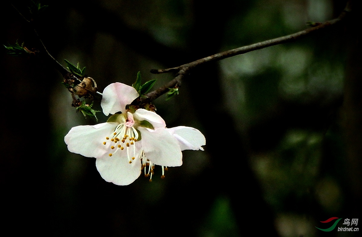 山桃花