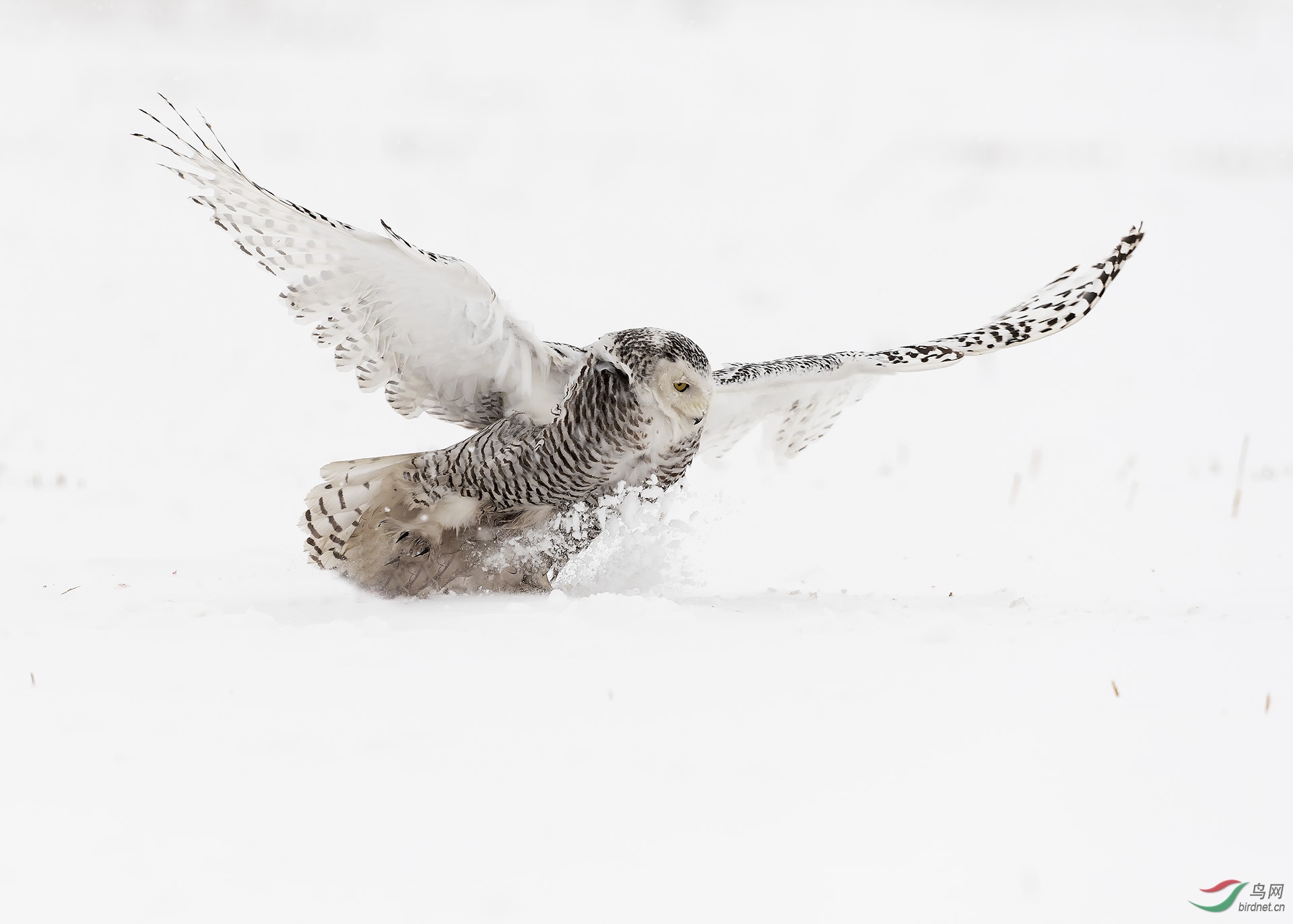 雪鸮