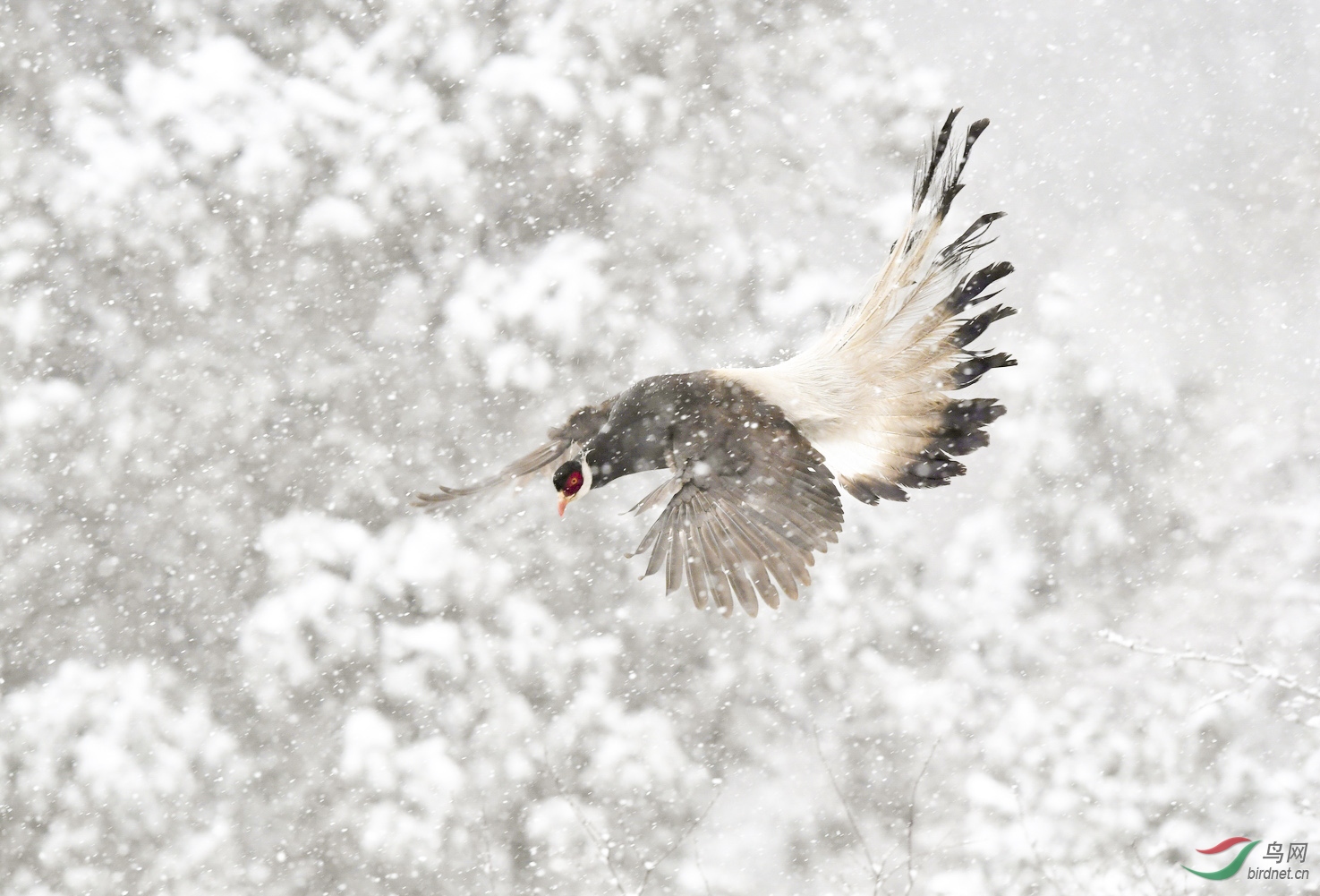 大雪飘