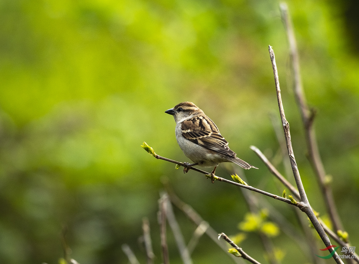 山麻雀_dsc5189副本1.jpg