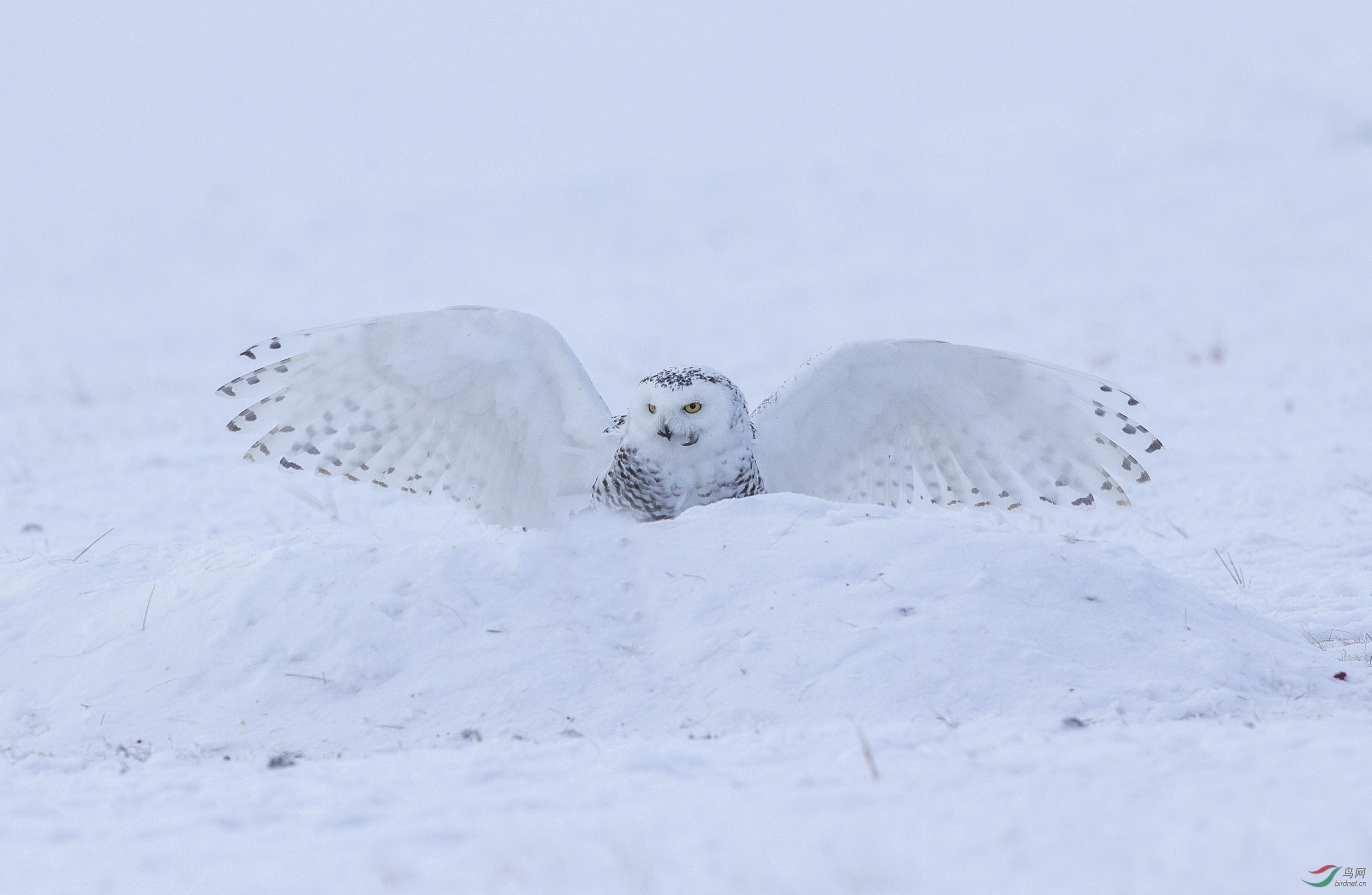 雪鸮