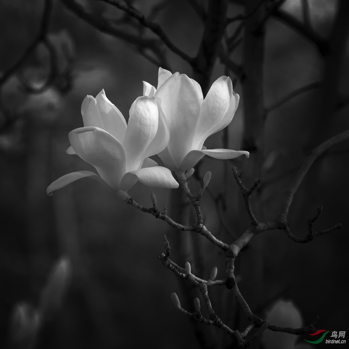 玉兰花
