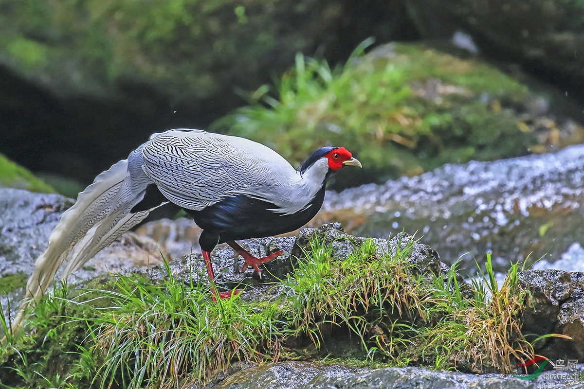 白鹇