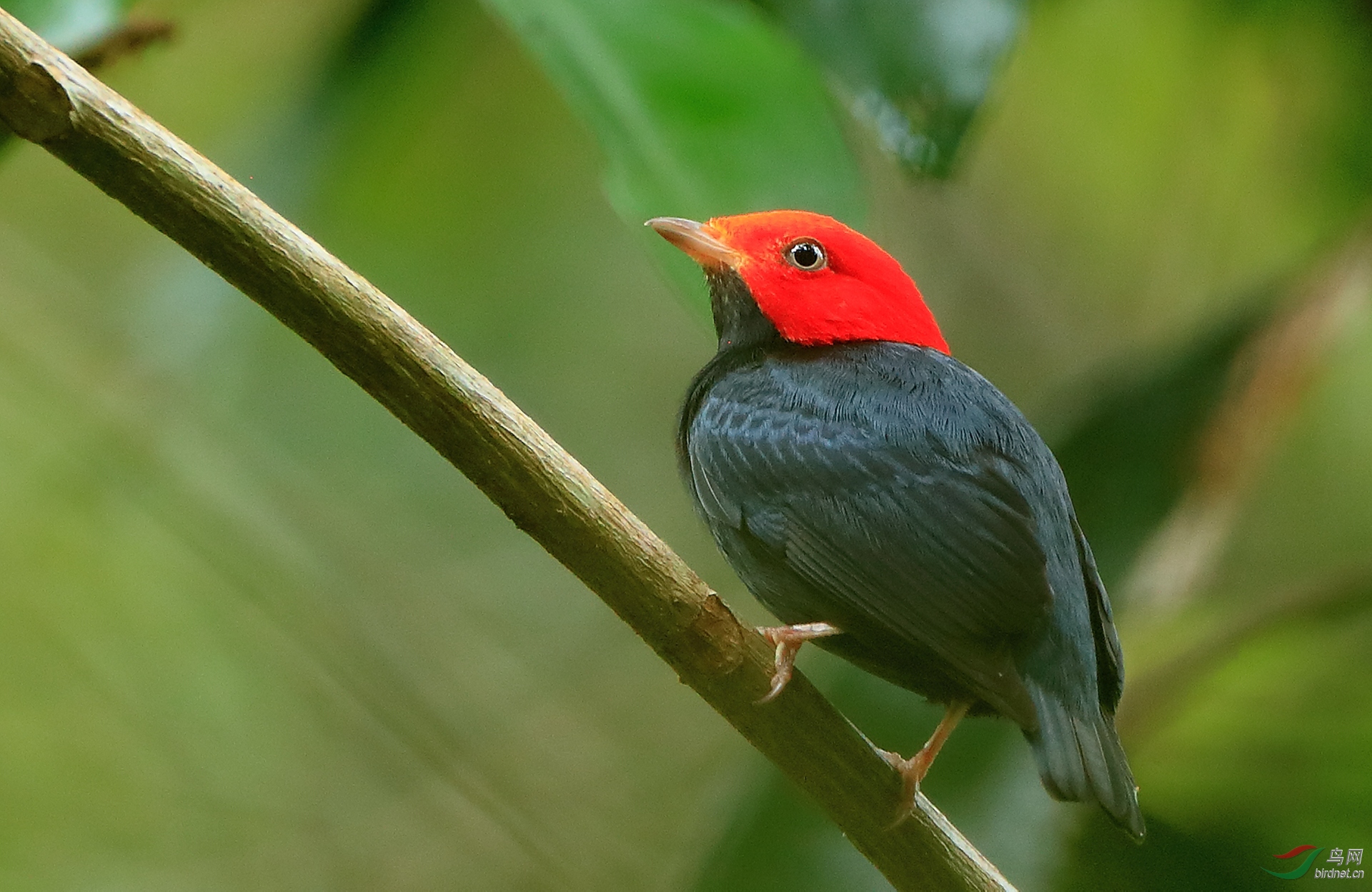 红头娇鹟red-headed manakin.jpg