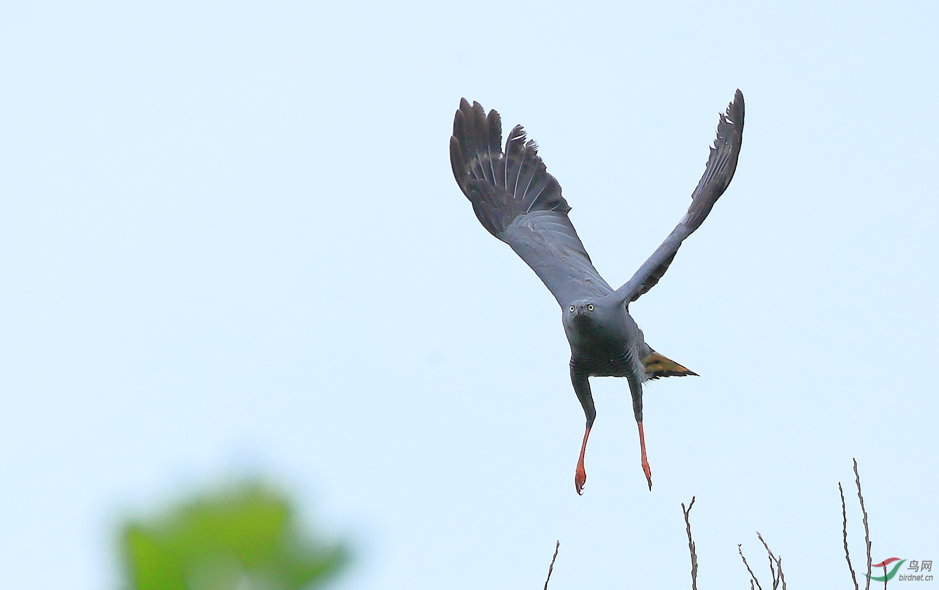 鹤鹰crane hawk.jpg