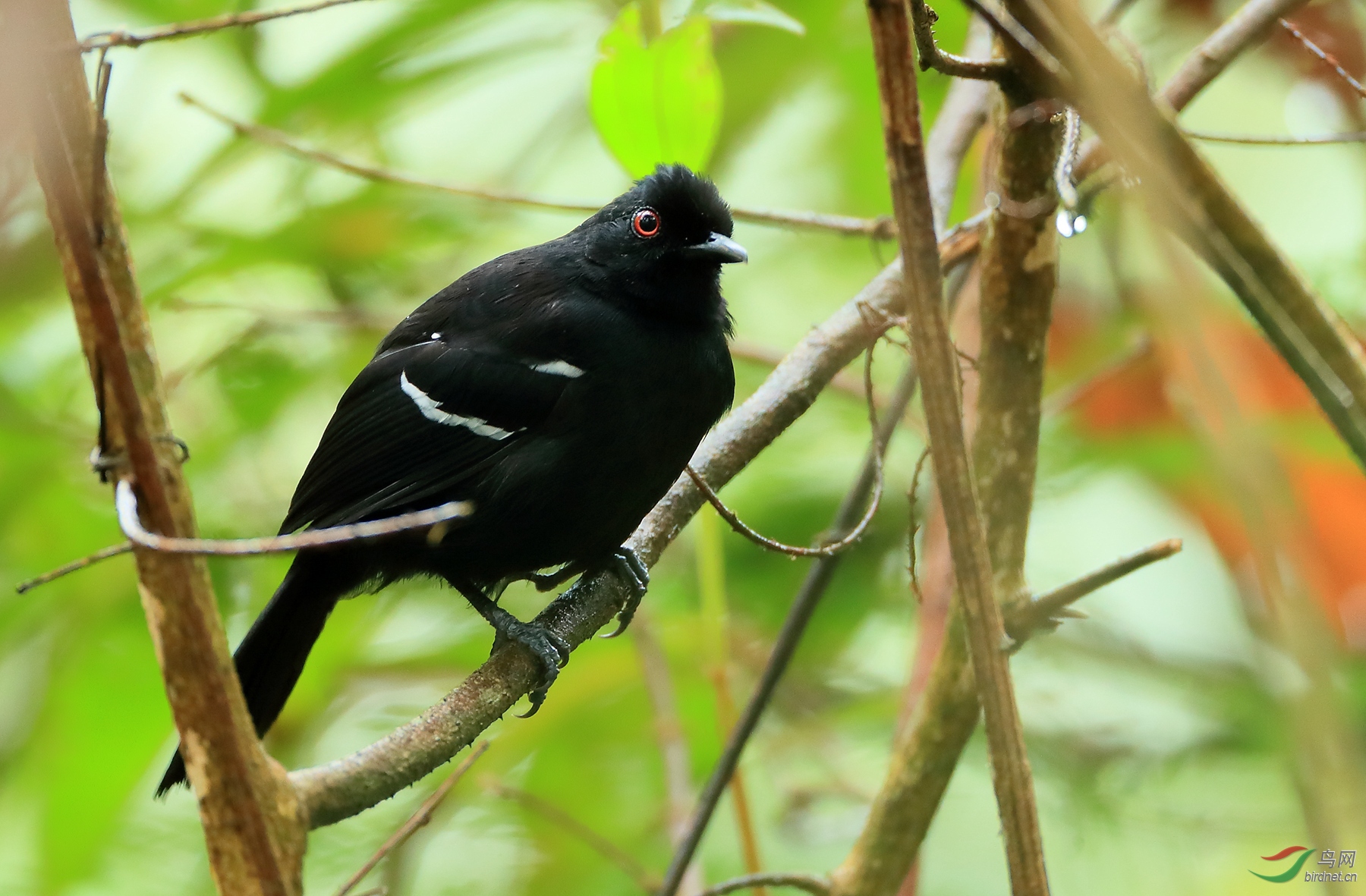 白肩红眼蚁鸟white-shouldered fire-eye.jpg