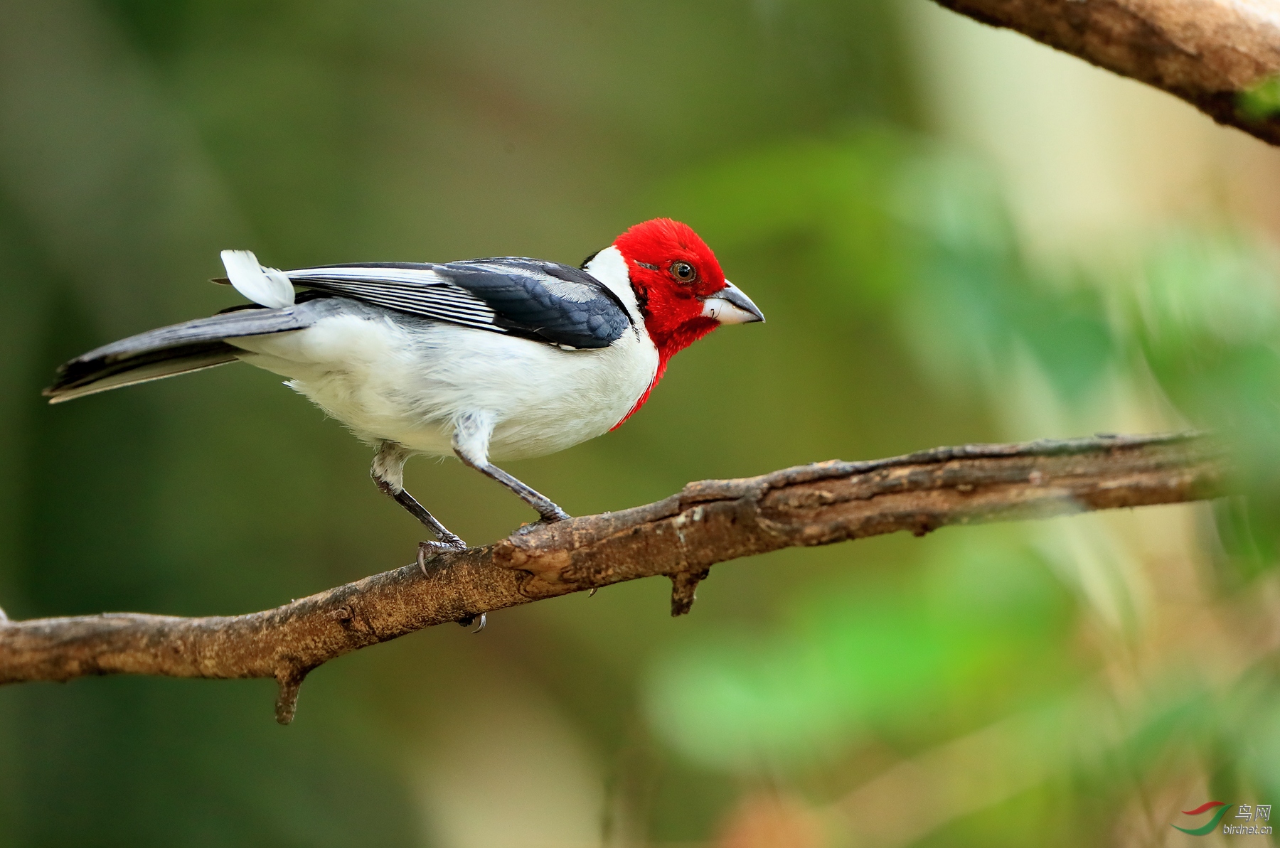 冕蜡嘴鹀red-cowled cardinal(特有).jpg