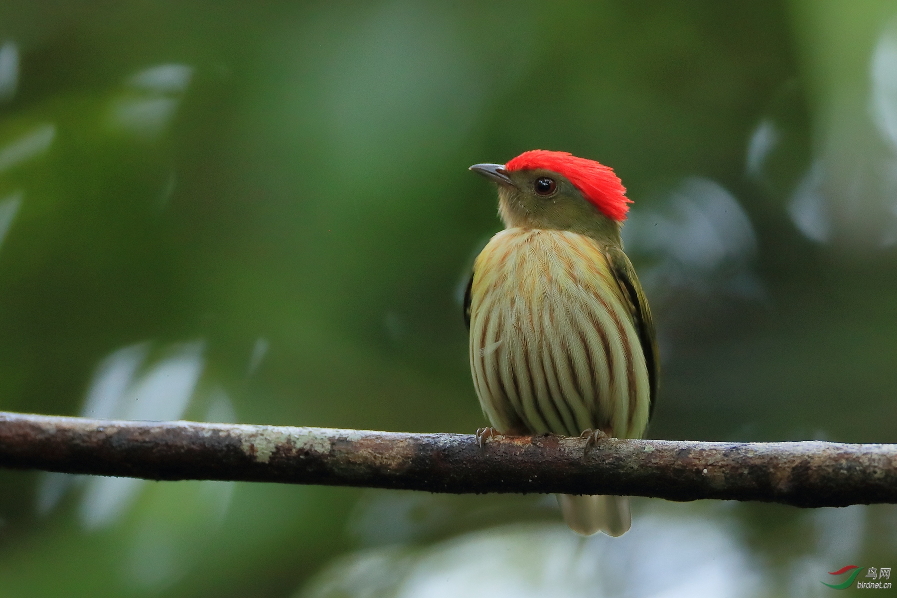 纹娇鹟kinglet manakin(特有).jpg