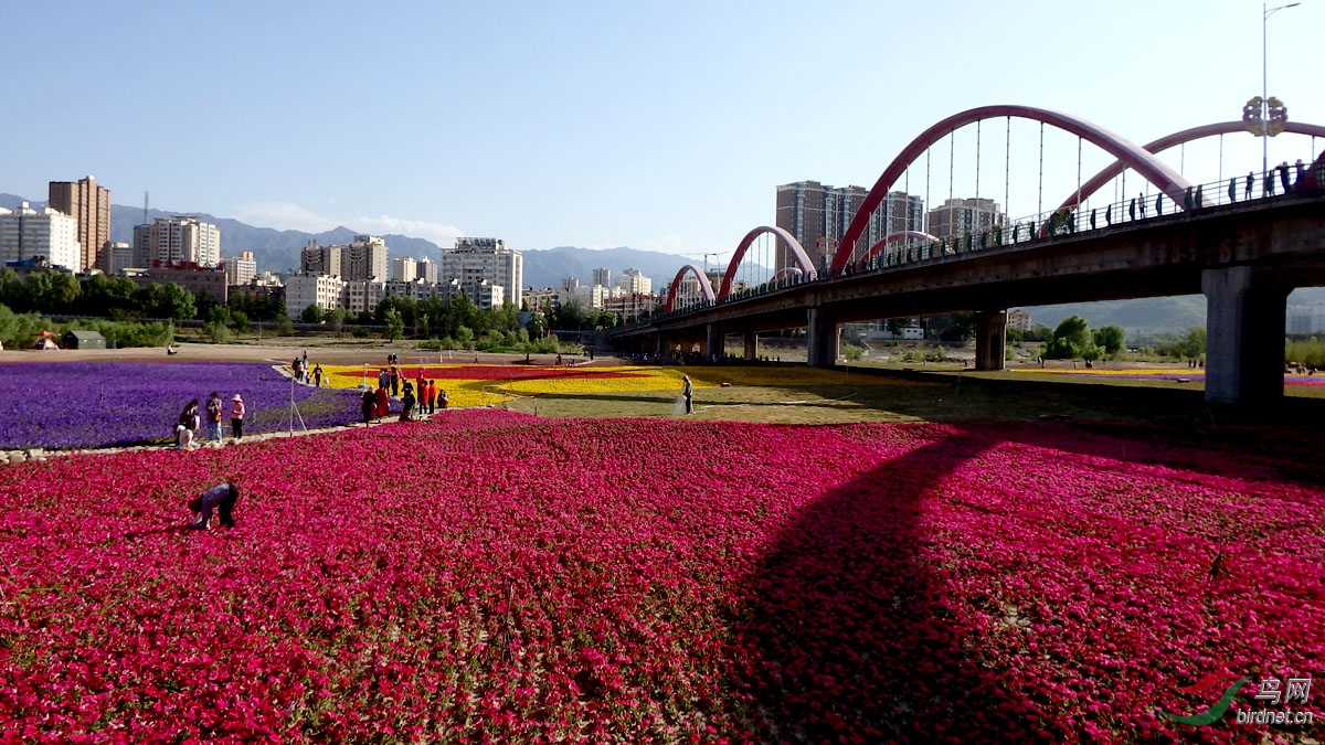 宝鸡神农桥下的花海美景