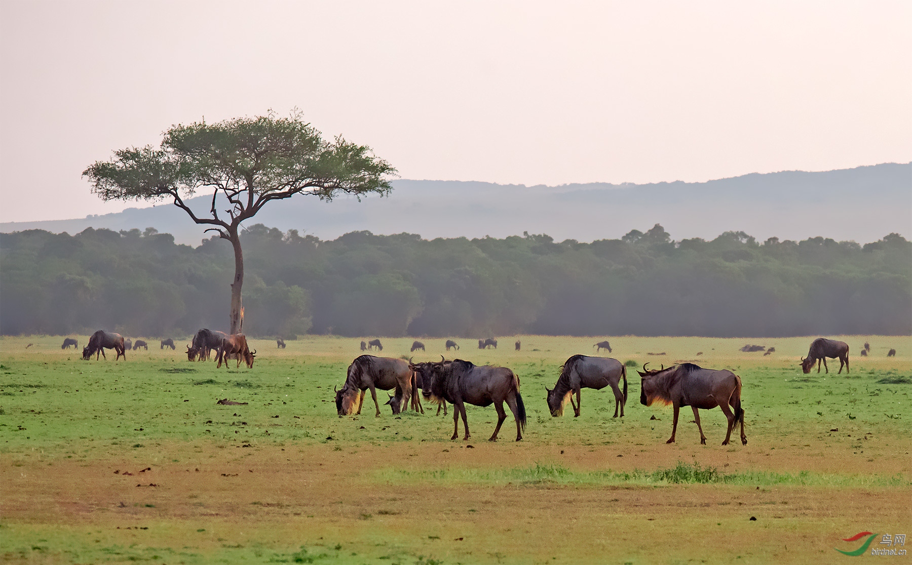 非洲草原的角马