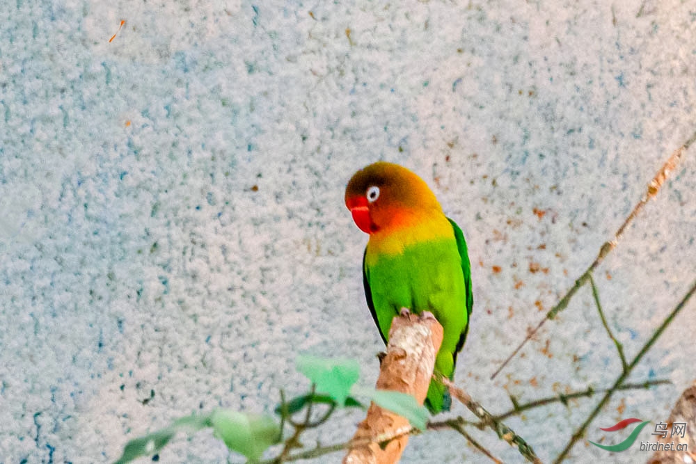 短尾鹦鹉