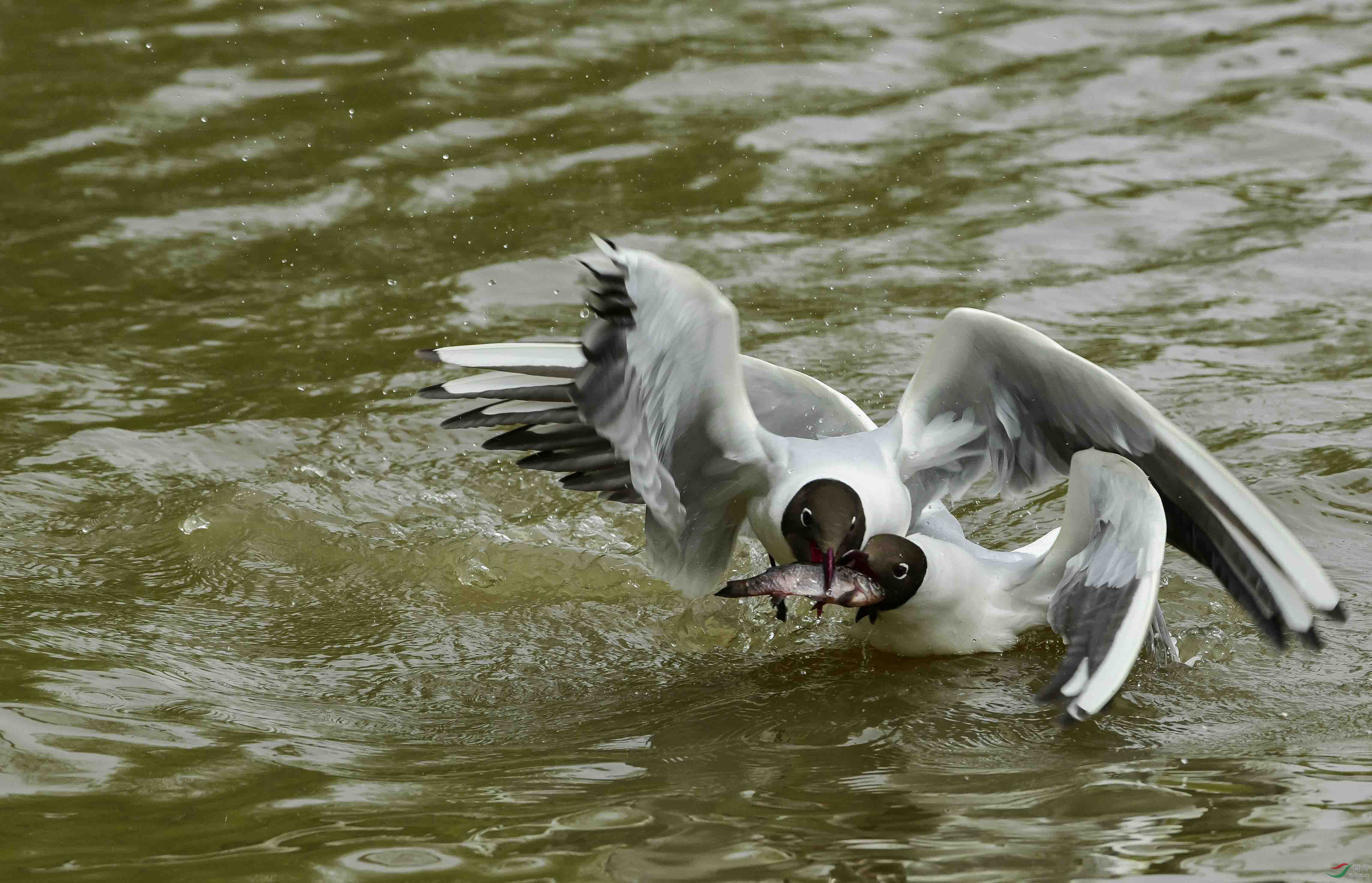 虎口夺食