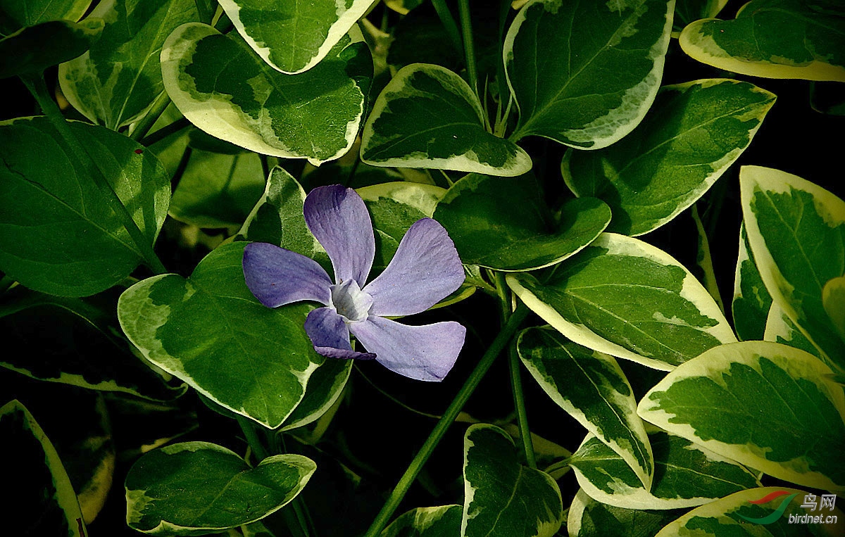 花叶蔓长春花