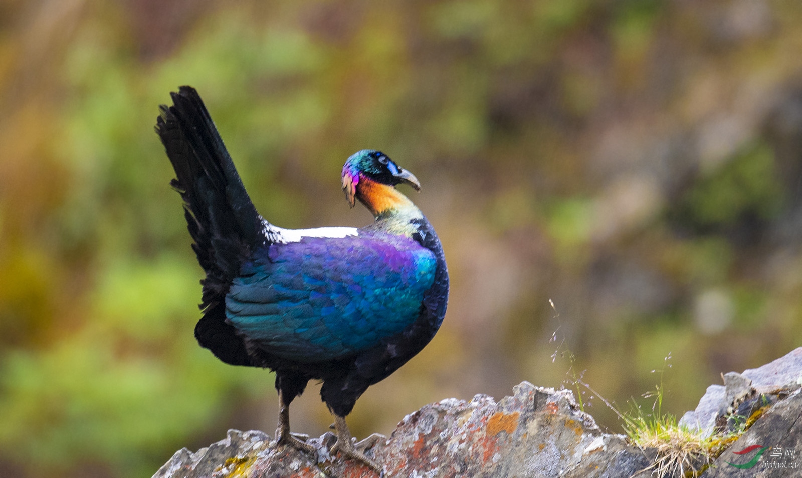 绿尾虹雉国家一级保护动物