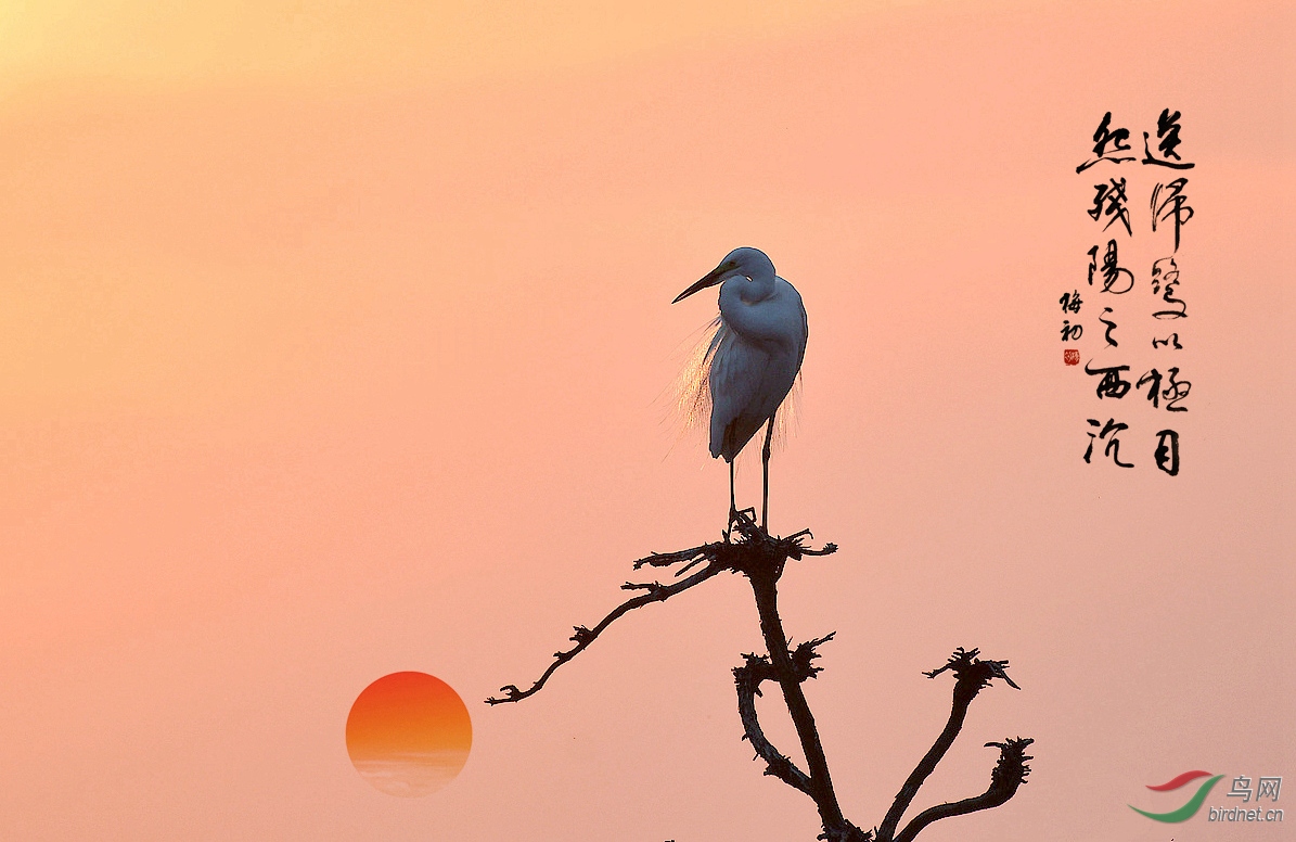 夕阳白鹭