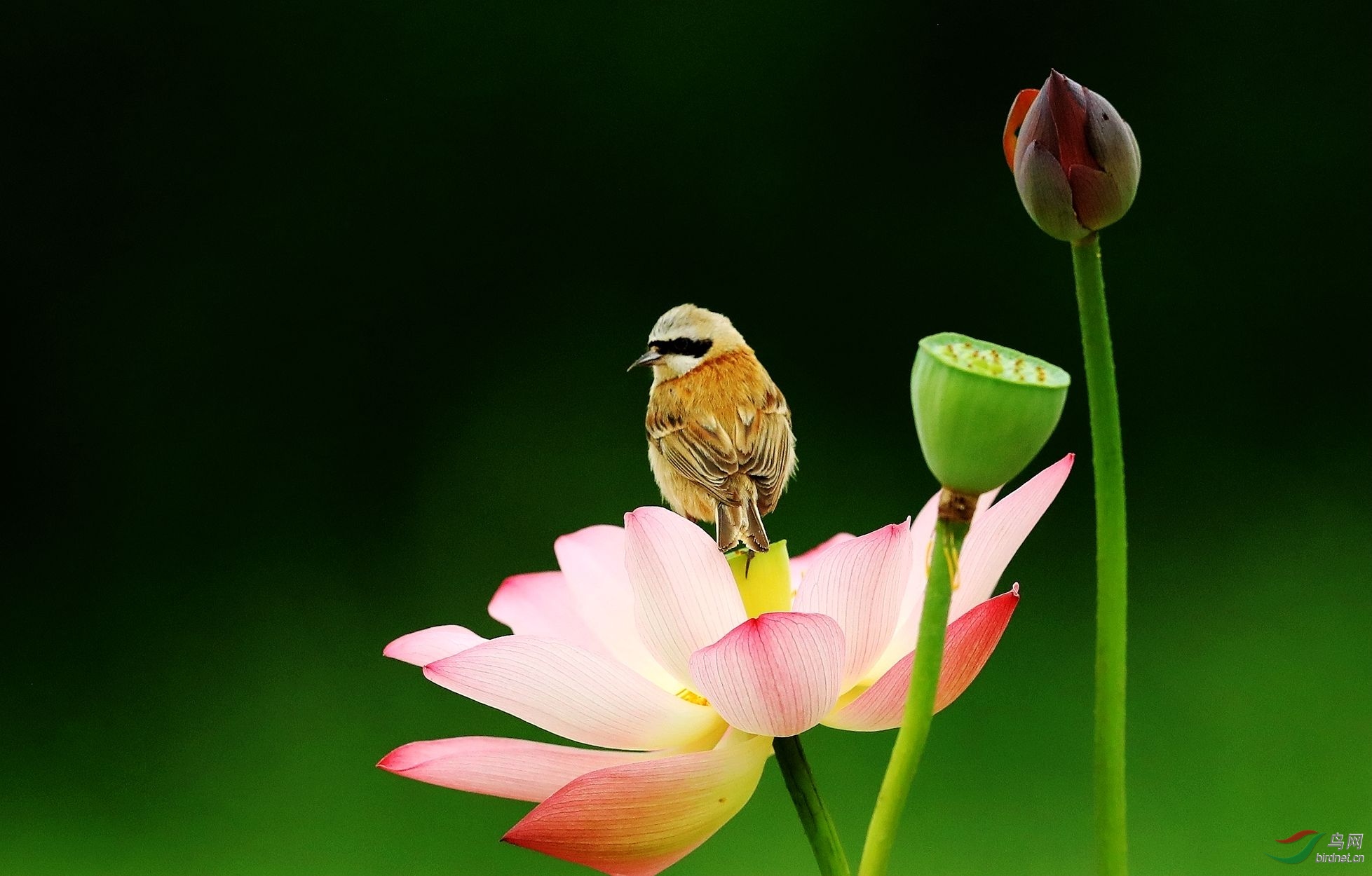 荷花,小鸟.jpg