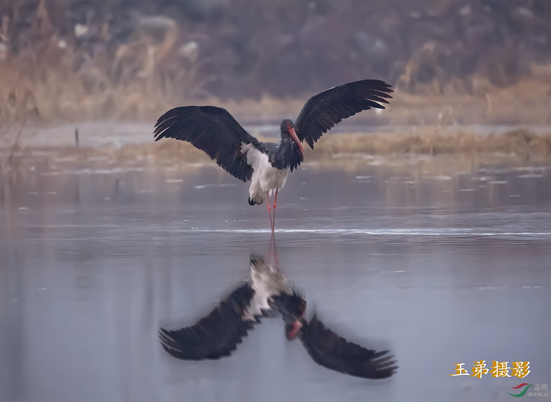 黑鹳鹤
