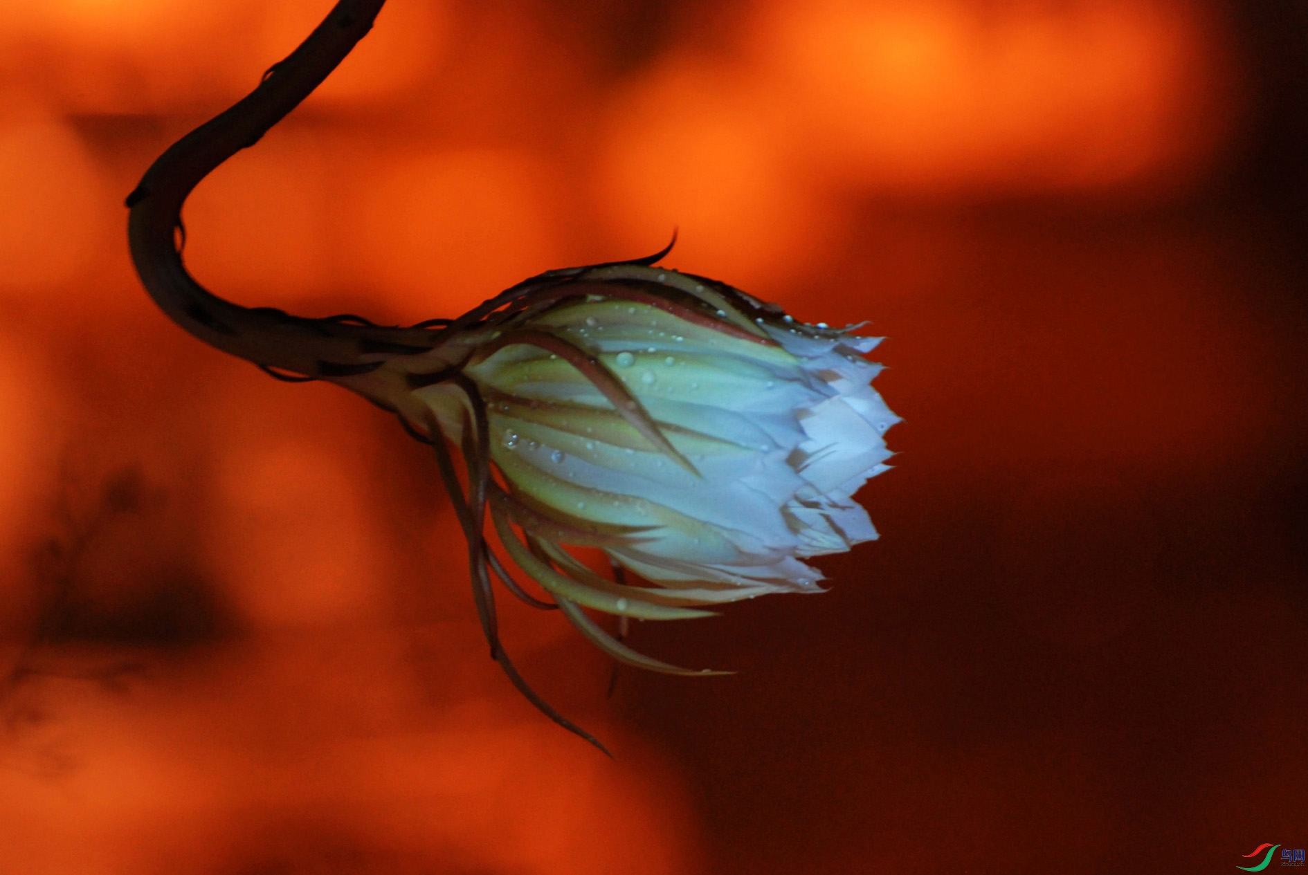 昙花