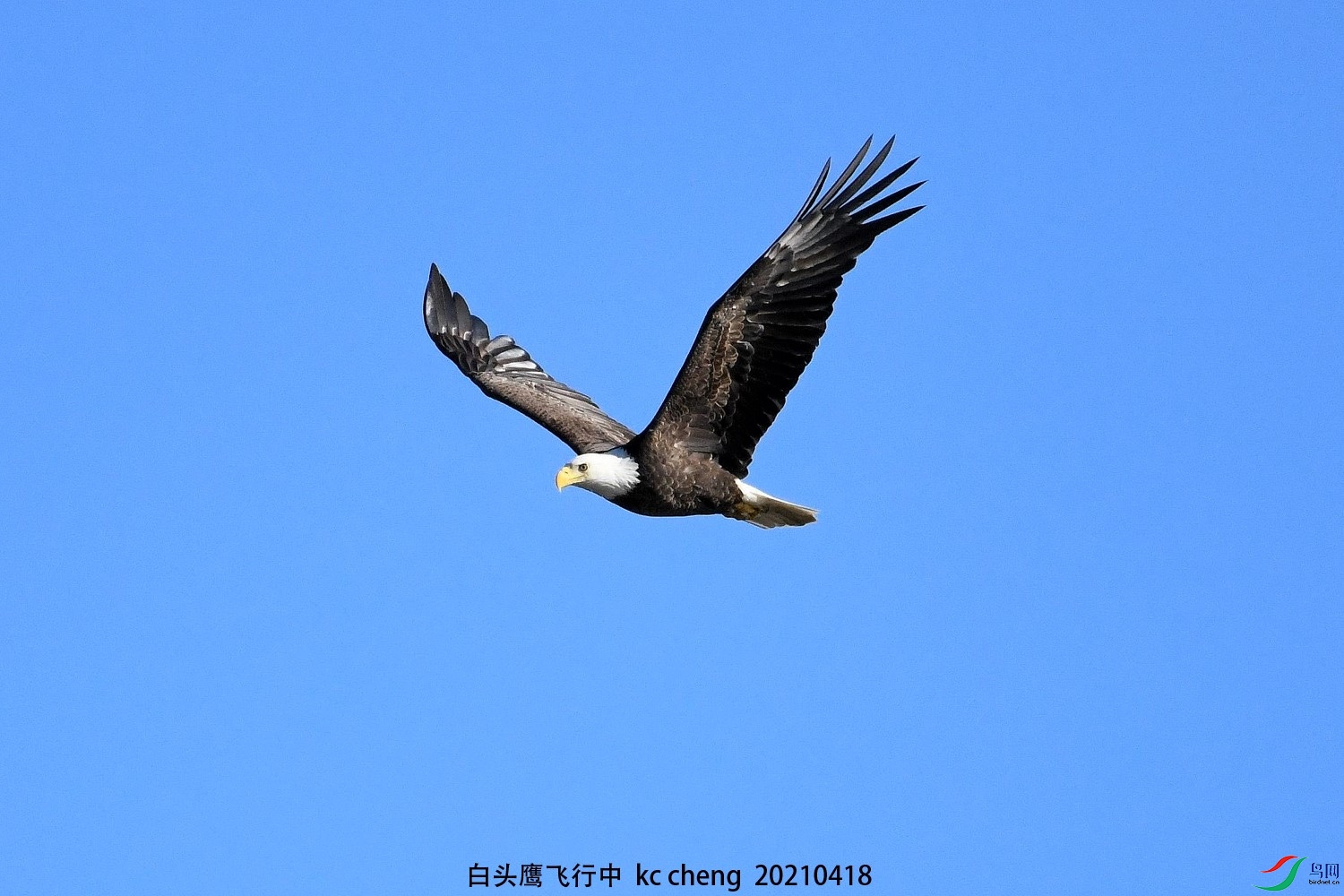 白头鹰飞行中