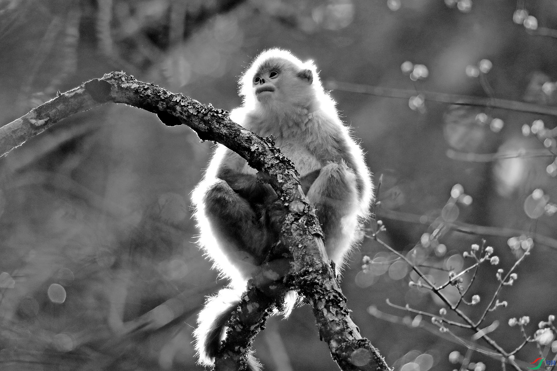 动物霞光中的滇金丝猴祝贺荣获首页黑白影像精华