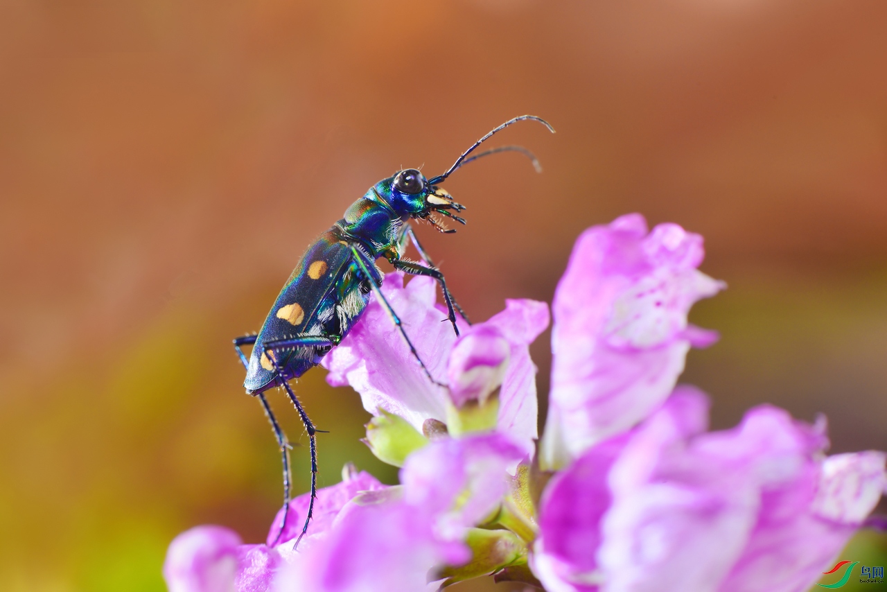 月斑虎甲
