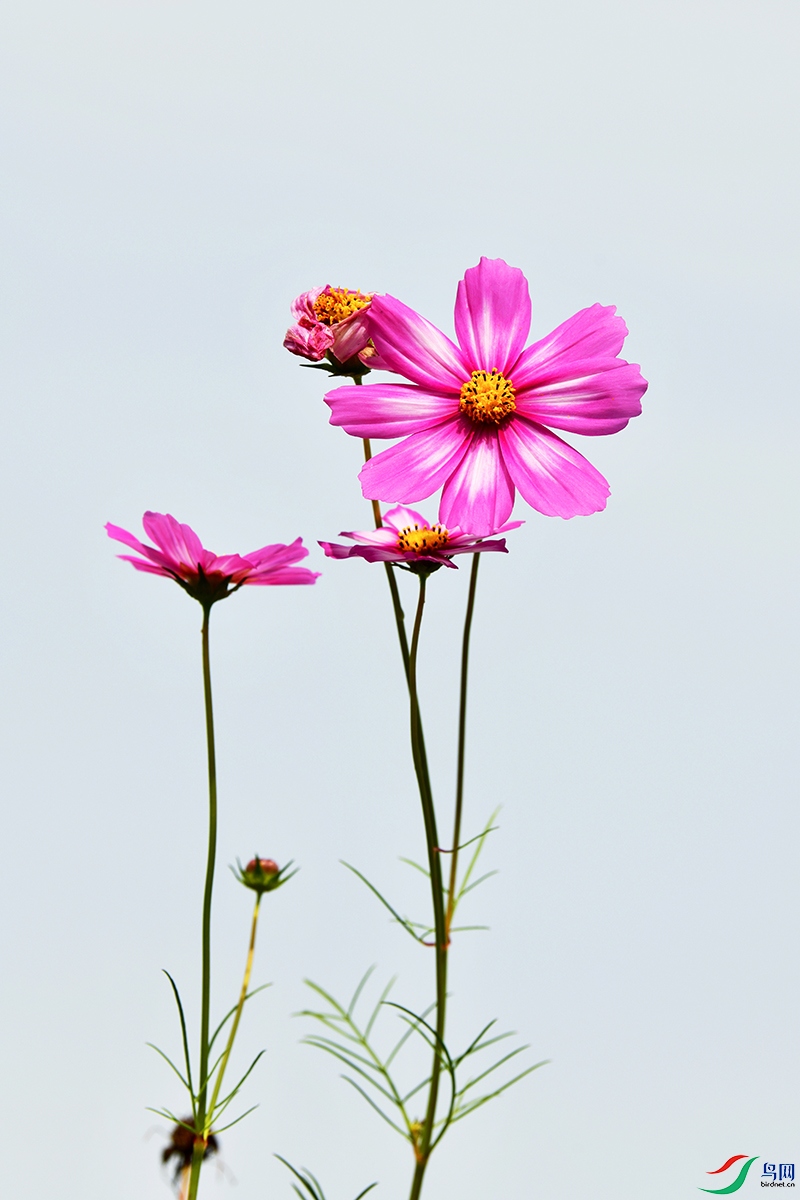 格桑花