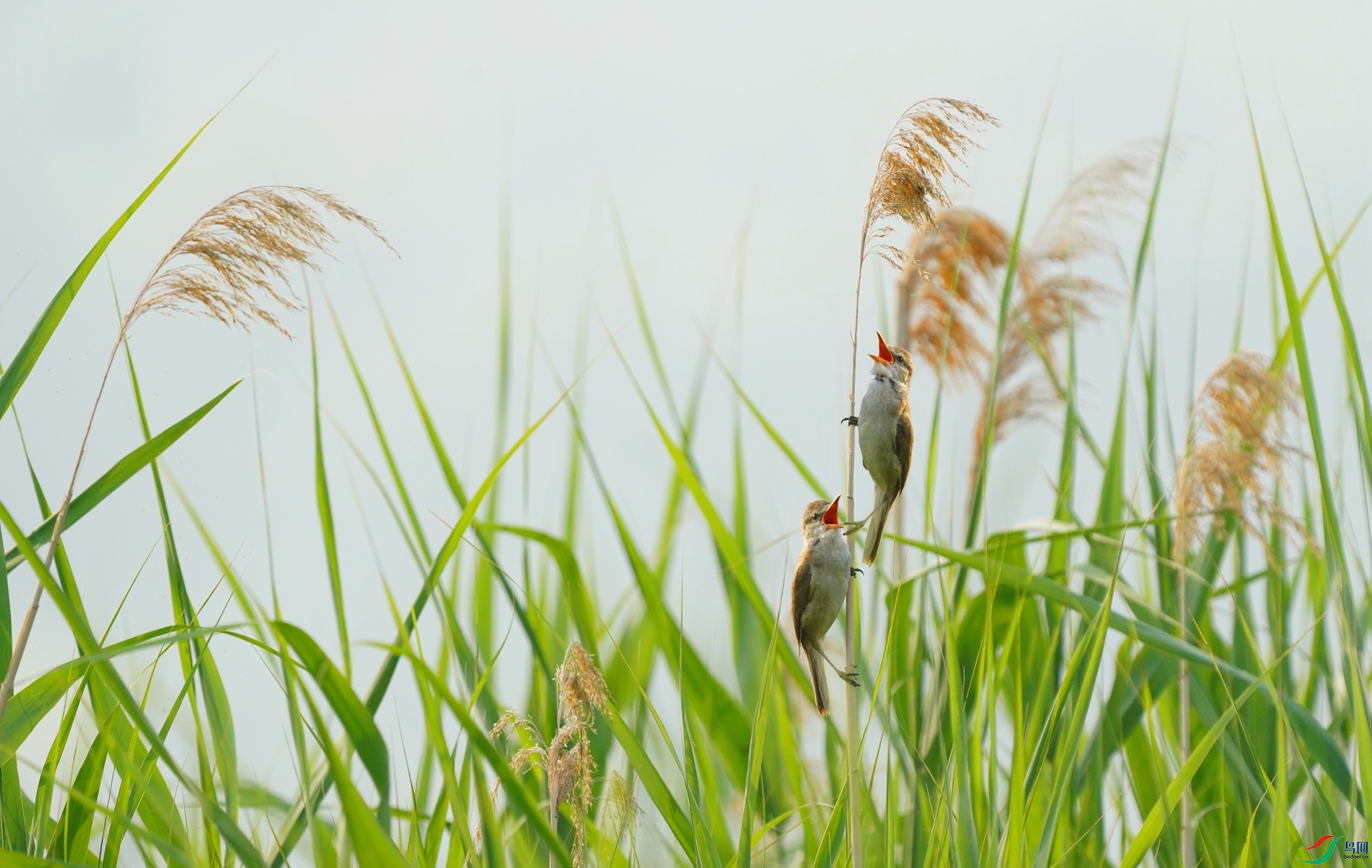 芦荡莺歌