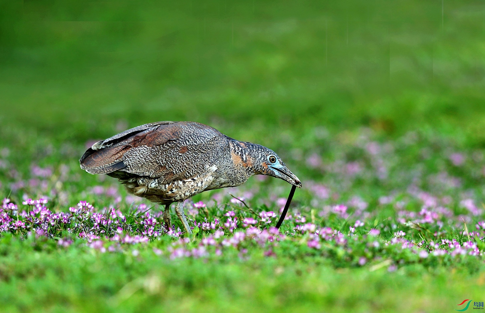 黑冠鳽