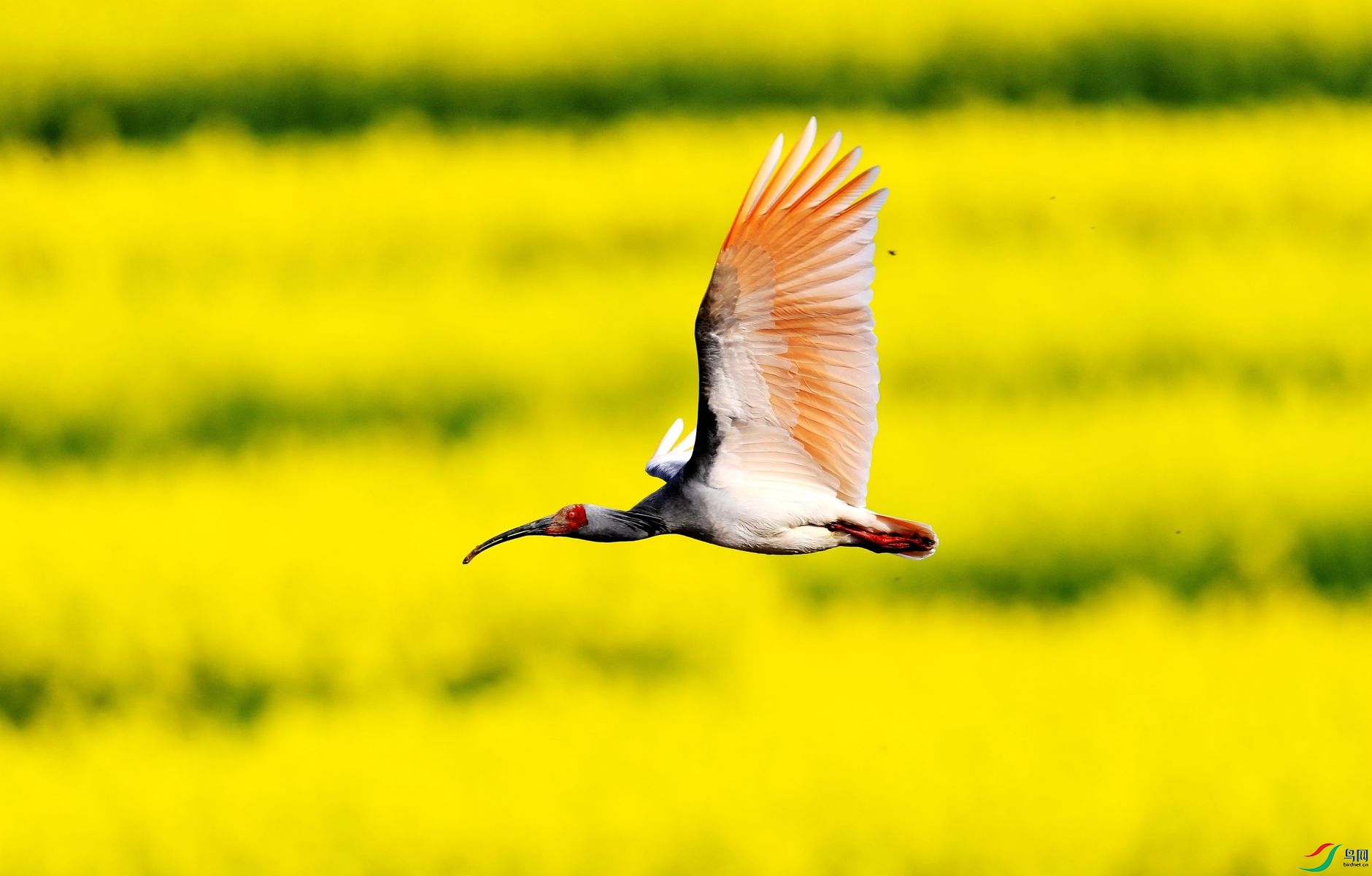 油菜花,朱鹮