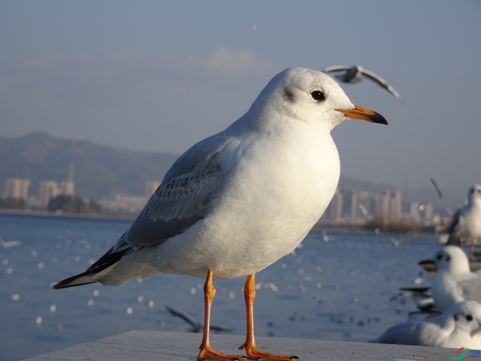 昆明海埂大坝的红嘴鸥