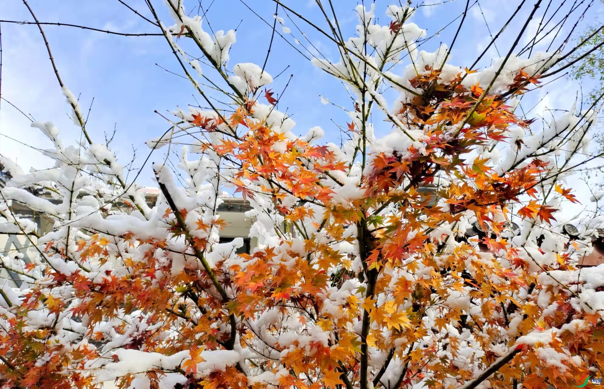 立冬下雪了祝贺荣获图文精华