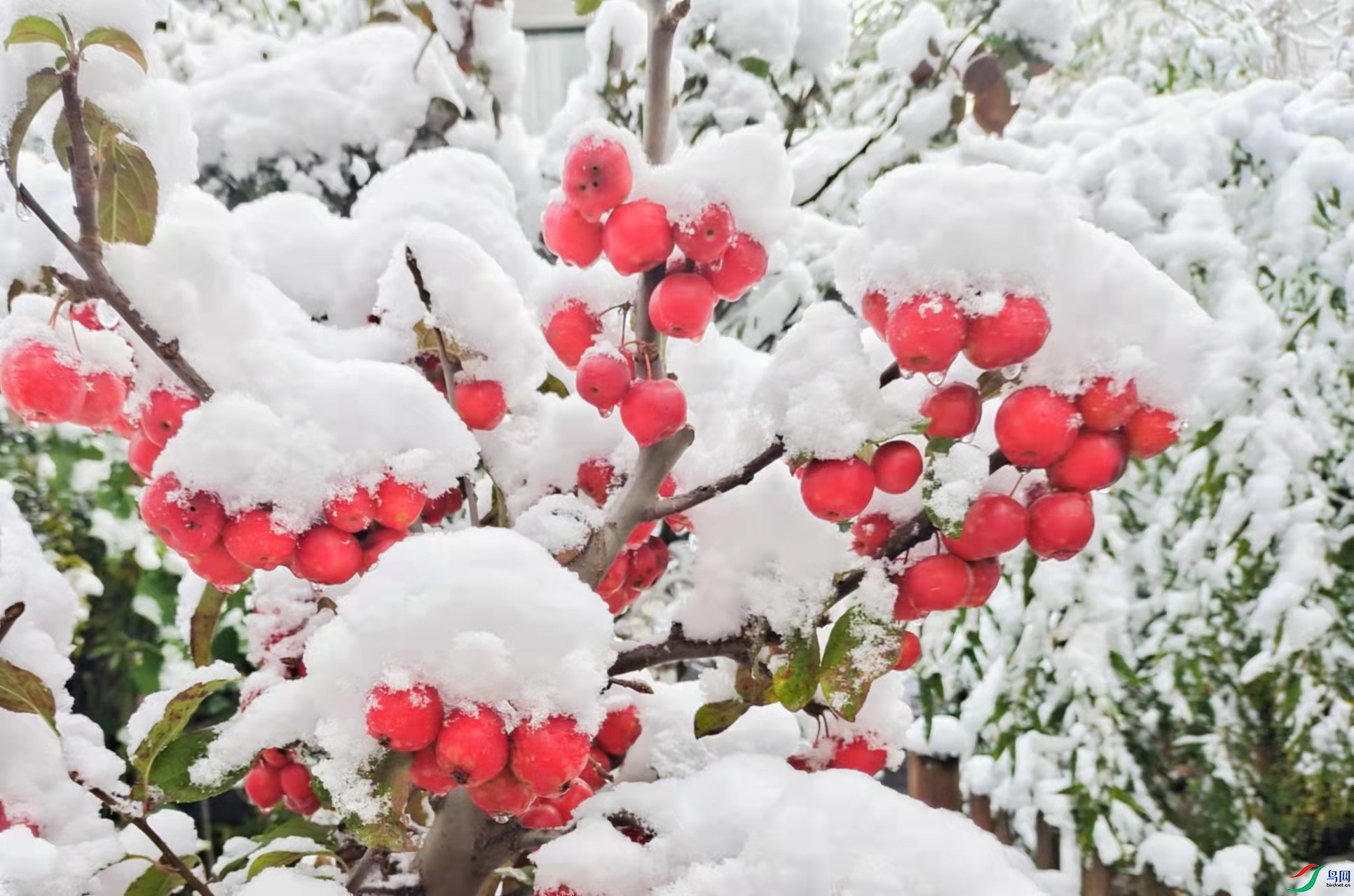 立冬下雪了