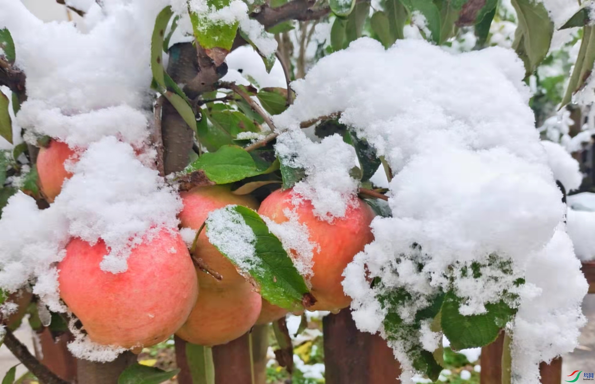 立冬下雪了祝贺荣获图文精华